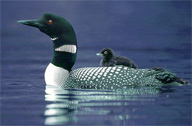 Loon