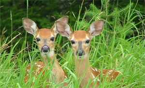 fawn twins