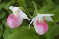 Ladyslipper