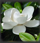 magnolia