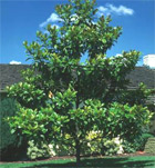 Magnolia Tree