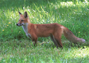 red fox