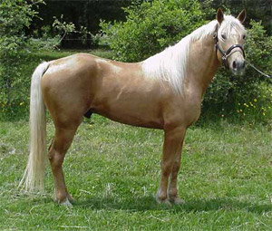 Fox Trotter
