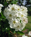 hawthorn