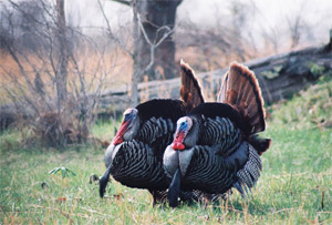 turkeys