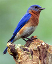 blue bird