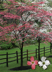 Dogwood Trees