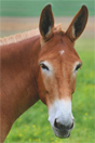 mule