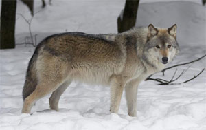 Wolf