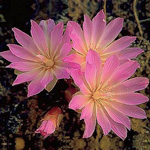 Bitteroot Flower