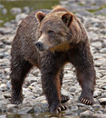 grizzly bear