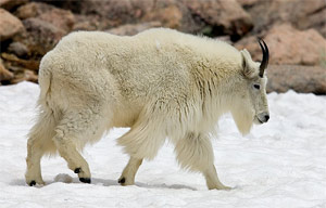 mountain goat