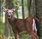 white-tailed buck