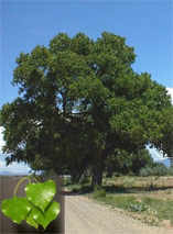 cottonwood tree