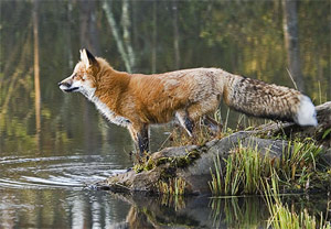 Red Fox