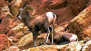 Big Horn Sheep