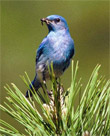 blue bird