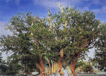 Bristlecone Pine