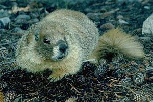marmot