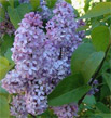 lilac