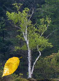 birch tree