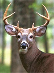 White-Tailed Buck