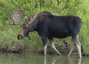 bull moose