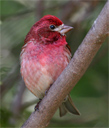 purple finch
