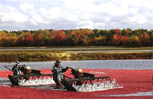 cranberry harvest