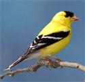 Goldfinch