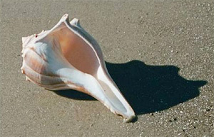knobbed whelk