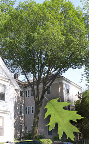 Red Oak