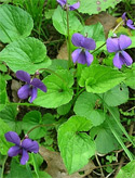 violets