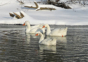 white geese