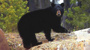 black bear