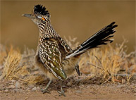 Roadrunner