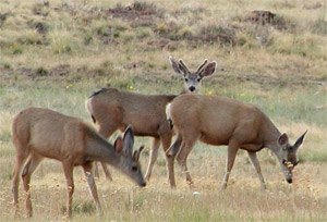 mule deer