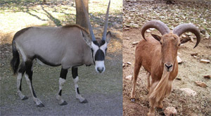 Orex and Ibex