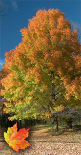 Sugar Maple