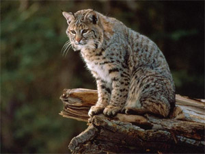 bobcat