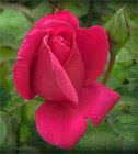 red rose