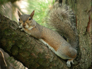 squirrel
