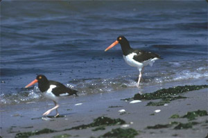 Oystercatchers