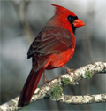 cardinal