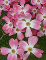 dogwood flowers
