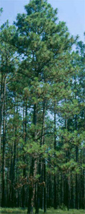 Long Leaf Pine