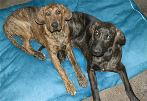 Plott Hounds