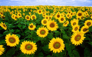 Sunflower Field in Fargo
