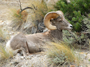 bighorn sheep