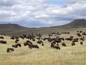 buffalo herd